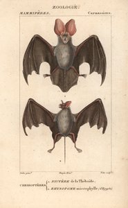Fledermaus: Nyctere der Thebais und Rhynopome microphyll aus Ägypten - Radierung von Jean Gabriel Pretre (1780-1845), graviert von Carnonkel, für das Wörterbuch der Naturwissenschaften: Säugetiere von Frederic Cuvier, herausgegeben von Pierre Jean Francois von Unbekannter Künstler