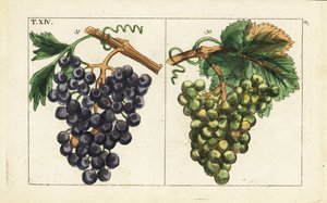 Chiavenna-Trauben, Pinot Noir-Trauben, Vitis vinifera von Unbekannter Künstler