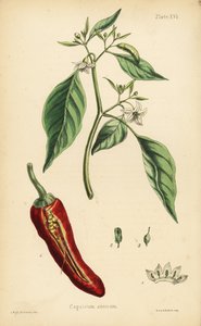 Paprika, Capsicum annuum. Handkolorierte Lithographie von Henry Sowerby nach einer Illustration von L.W. aus Edward Hamiltons Flora Homeopathica