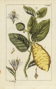 Zitrone mit Frucht, Blättern und Blüten, Citrus medica von Unbekannter Künstler