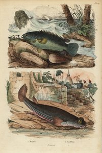 Kletterbarsch, Anabas testudineus, und Vieraugenfisch, Anableps anableps von Unbekannt