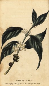 Kaffeebaum, Coffea arabica, 1800 (Gravur)