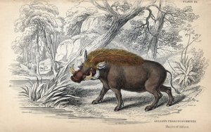 Gewöhnliches afrikanisches Warzenschwein (Phaochoerus africanus). Kupferstich von William Lizars, basierend auf einer Zeichnung von James Stewart, veröffentlicht in der Naturalist Library: Säugetiere, Dickhäuter und vierfüßige Tiere mit feiner Haut, heraus von Unbekannter Künstler