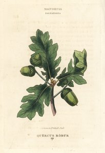 Gewöhnliche Britische Eiche, Quercus robur. Handkolorierte Kupferstichgravur nach einer Illustration von Richard Duppa aus seinem The Clours and Orders of the Linnaean System of Botany, Longman, Hurst, London