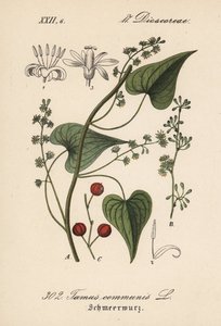 Schwarze Nieswurz, Tamus communis. Handkolorierte Lithographie aus Diederich von Schlechtendals Deutsche Flora (Flora von Deutschland), Jena von Unbekannter Künstler