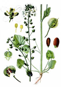 Gewöhnliches Löffelkraut, Cochlearia officinalis von Unbekannter Künstler