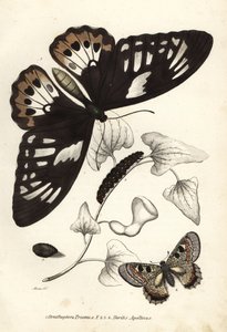 Gewöhnlicher grüner Vogelflügler, Ornithoptera priamus, Schmetterling, Raupe und Puppe, und falscher Apollo, Archon apollinus (Doritis apollinus). Handkolorierte Lithographie aus Georg Friedrich Treitschkes Galerie der Naturgeschichte, Naturhistorischer Bi von Unbekannter Künstler