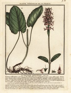 Heilziest, Stachys officinalis von Unbekannter Künstler