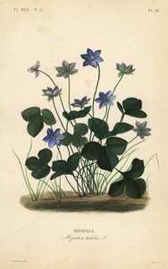 Leberblümchen von Unbekannt