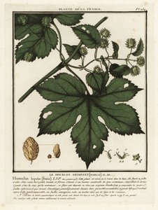 Gewöhnlicher Hopfen, Humulus lupulus von Unbekannter Künstler