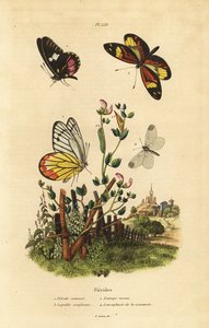 Gemeiner Jezebel, Delias eucharis 1, Cattleheart-Weiß, Archonias brassolis 2, Tiger-Mimik-Weiß, Dismorphia amphione 3, Waldweißling, Leptidea sinapis 4 von Unbekannt