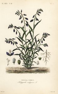 Gewöhnlicher Kreuzblütler, Polygala vulgaris