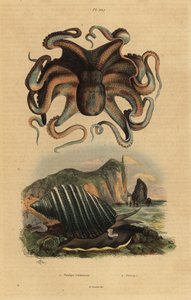 Gemeiner Krake, Octopus vulgaris 1, und Meeresschnecke, Dicathais orbita 2 von Unbekannt