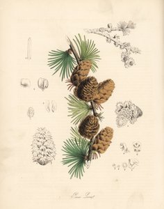 Gemeine oder Europäische Lärche - Weiße Lärche, Larix decidua (Larix europaea), Blatt, Zweig und Zapfen. Handkolorierte Zinkographie von C. Chabot, gezeichnet von Miss M. A. Burnett aus ihrem Plantae Utiliores: or Illustrations of Useful Plants, Whittaker, von Unbekannter Künstler