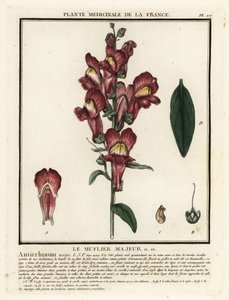 Löwenmaul, Antirrhinum majus von Unbekannter Künstler