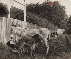 Komposit von zwei Eseln, ca. 1909 von Unbekannt