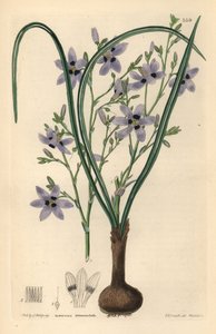 Conanthere - Conanthera trimaculata. Handkolorierter Kupferstich von Weddell nach Edwin Dalton Smith aus John Lindley und Robert Sweet
