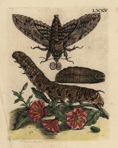 Windenschwärmer, Raupe und Puppe mit Ackerwinde