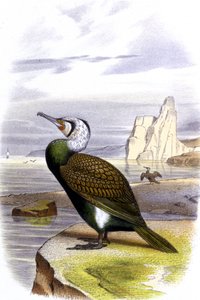 Kormoran, um 1850