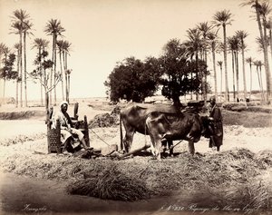 Getreideernte in Ägypten.