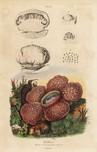 Leichenblume oder Rafflesia, Rafflesia arnoldii von Unbekannt