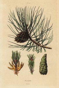 Korsische Kiefer, Pinus nigra subsp. von Unbekannt