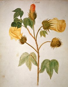 Baumwolle von Unbekannter Künstler