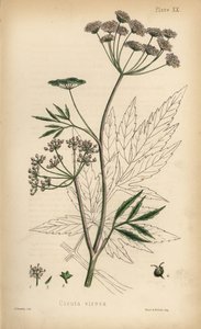 Wasserschierling, Cicuta virosa. Handkolorierte Lithographie von Henry Sowerby aus Edward Hamiltons Flora Homeopathica von Unbekannter Künstler