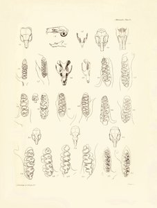 Kräne und Zähne verschiedener Nagetiere, beschrieben von Charles Darwin während seiner Erkundungsreise an Bord der Beagle. Tafel aus „The Zoology of the voyage of H.M.S. Beagle under the command of Captain Fitzroy during the years 1832 to 1836“