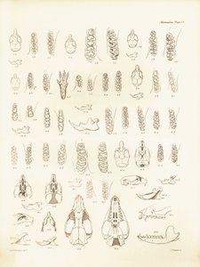 Schädel und Zähne verschiedener Nagetiere beschrieben von Charles Darwin während seiner Erkundungsreise an Bord der Beagle. Tafel aus „The Zoology of the voyage of H.M.S. Beagle under the command of Captain Fitzroy during the years 1832 to 1836“ bearbeitet von Unbekannter Künstler