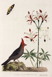 Kreuzschnabel, Lilie und Schmetterling von Unbekannt