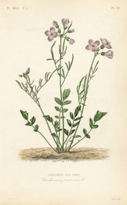 Wiesenschaumkraut, Cardamine pratensis