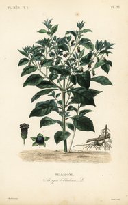 Tollkirsche, Atropa belladonna, Belladone