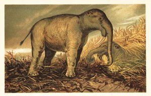 Deinotherium giganteum, großer prähistorischer Verwandter der heutigen Elefanten. 1908 von Unbekannter Künstler