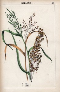 Beschreibung von Getreide: Reis und Hirse. Chromolithographie in „Recueil d