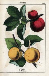 Beschreibung von Früchten: rote Äpfel und Aprikosen. Chromolithographie in „Recueil d