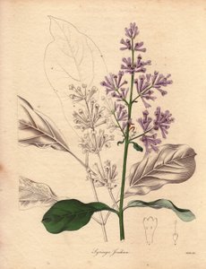 Beschreibung des ungarischen Flieders (Syringa josikaea). Illustration von Miss R. Mills in The Botanist, Serie von Benjamin Maund von Unbekannter Künstler