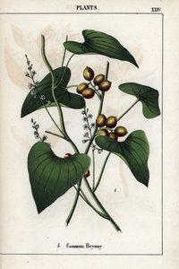 Beschreibung der gemeinen Bryonie (Bryonia alba) mit ihren goldenen Beeren. Chromolithographie in „Recueil d