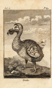 Dodo, Raphus cucullatus, ausgestorbener Vogel von Unbekannt