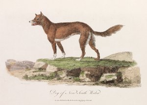 Hund von New South Wales von Unbekannter Künstler