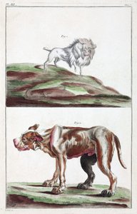 Hunde
