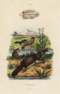 Schnabeltier, Ornithorhynchus anatinus
