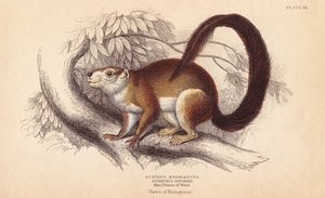 Duvaucels Eichhörnchen von Unbekannter Künstler