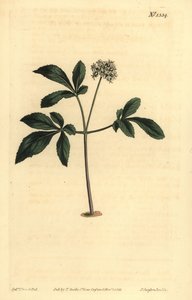 Zwerg-Ginseng, Panax trifolius