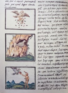 Adler, Seite aus dem Florentiner Kodex, zweisprachige Version in Spanisch und Nahuatl, Allgemeine Geschichte der Dinge von Neuspanien, von dem spanischen Missionar Fray Bernardino de Sahagun (1499-1590). Aztekische Zivilisation