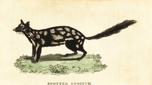 Östlicher Quoll, Dasyurus viverrinus (Gravur)