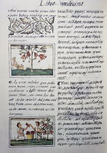 Essbare Pflanzen, rote Bohnen, Seite aus Buch XI des Florentiner Kodex, zweisprachige Version in Spanisch und Nahuatl, Allgemeine Geschichte der Dinge von Neuspanien, von Fray Bernardino de Sahagun