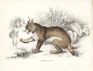 Eurasischer Luchs, Lynx lynx (Felis lynx). Handkolorierte Lithographie aus Georg Friedrich Treitschkes Galerie der Naturgeschichte, Naturhistorischer Bildersaal des Tierreiches, Leipzig-1842