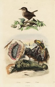 Zaunkönig, Nilsegel und Meeresschnecke