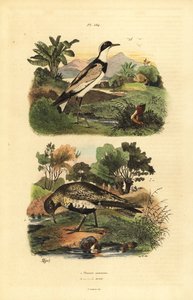 Goldregenpfeifer, Pluvialis apricaria, und Sandregenpfeifer, Charadrius hiaticula